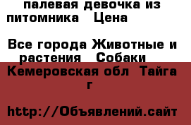 палевая девочка из питомника › Цена ­ 40 000 - Все города Животные и растения » Собаки   . Кемеровская обл.,Тайга г.